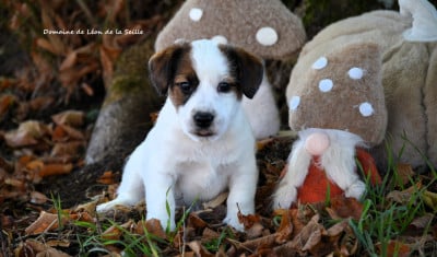 Les chiots de Jack Russell Terrier