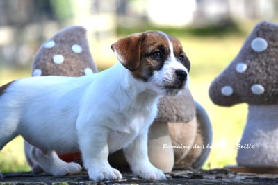 Les chiots de Jack Russell Terrier