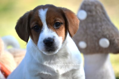 Les chiots de Jack Russell Terrier