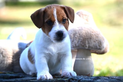 Les chiots de Jack Russell Terrier