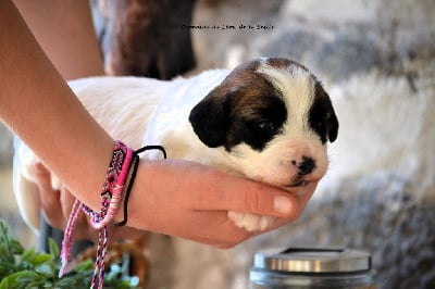 Les chiots de Jack Russell Terrier