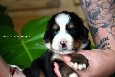 Les chiots de Bouvier Bernois