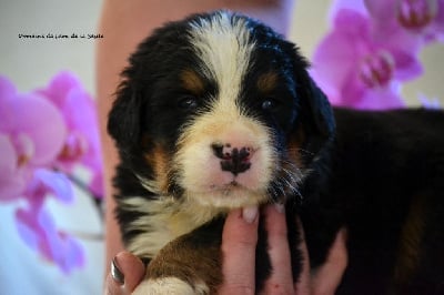 Les chiots de Bouvier Bernois