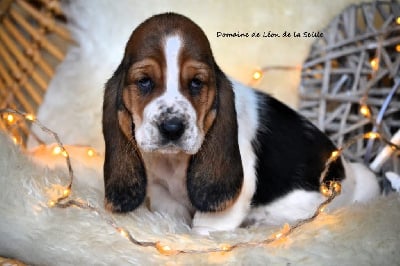 Les chiots de Basset Hound