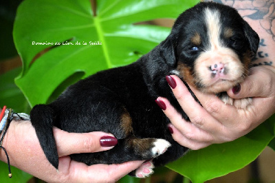 Les chiots de Bouvier Bernois