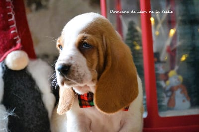 Les chiots de Basset Hound