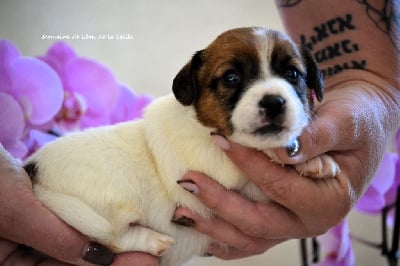 Les chiots de Jack Russell Terrier