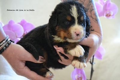 Les chiots de Bouvier Bernois