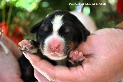 Les chiots de Bouvier Bernois