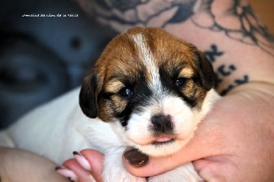 Les chiots de Jack Russell Terrier