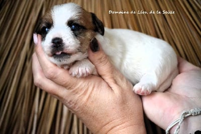 BUTTERFLY DU DOMAINE DE LEON DE LA SEILLE - Jack Russell Terrier