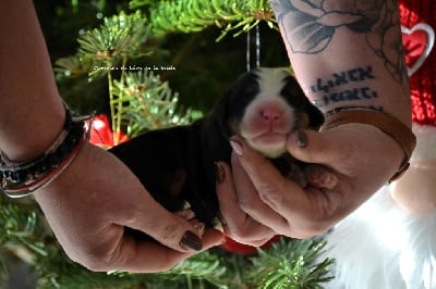 Les chiots de Bouvier Bernois