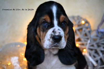 Les chiots de Basset Hound