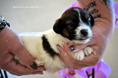 Les chiots de Jack Russell Terrier