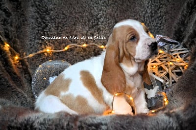 Les chiots de Basset Hound