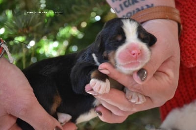 Les chiots de Bouvier Bernois