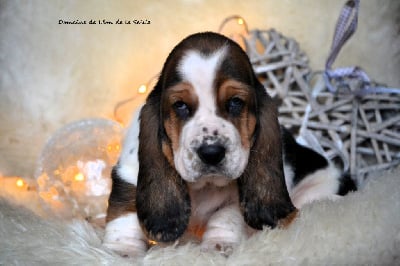 Les chiots de Basset Hound