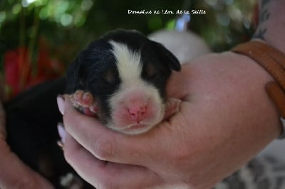Les chiots de Bouvier Bernois