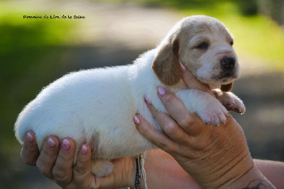 Les chiots de Basset Hound