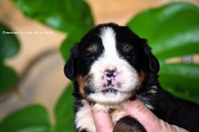 Les chiots de Bouvier Bernois