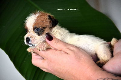 Les chiots de Jack Russell Terrier