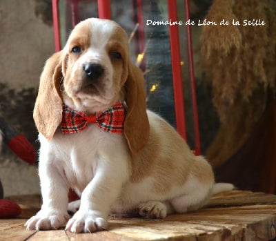 Les chiots de Basset Hound