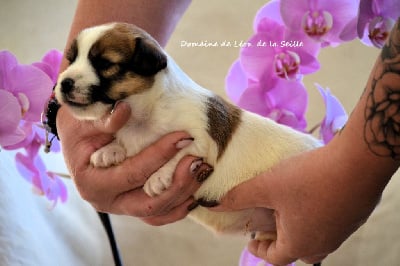 Les chiots de Jack Russell Terrier