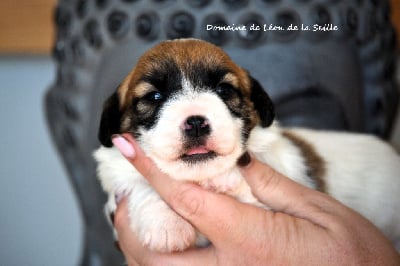 Les chiots de Jack Russell Terrier