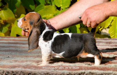 Les chiots de Basset Hound