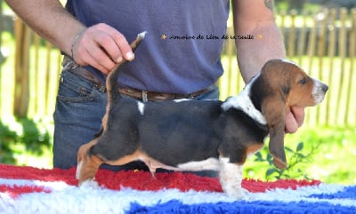 Les chiots de Basset Hound