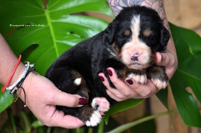 Les chiots de Bouvier Bernois