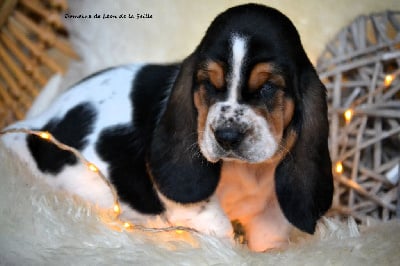 Les chiots de Basset Hound