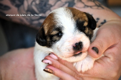 Les chiots de Jack Russell Terrier