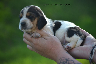 Les chiots de Basset Hound