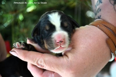 Les chiots de Bouvier Bernois