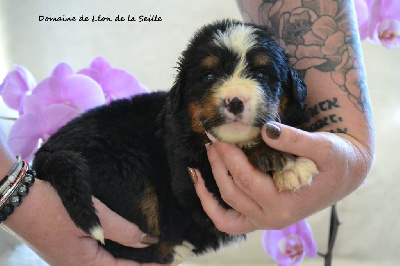 Les chiots de Bouvier Bernois