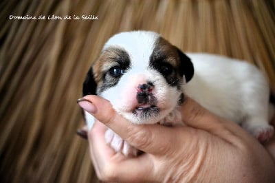 Jack Russell Terrier