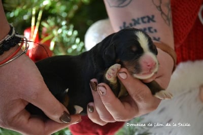 Les chiots de Bouvier Bernois
