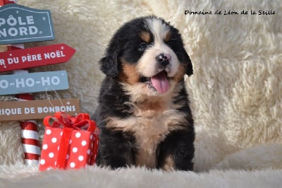 Les chiots de Bouvier Bernois