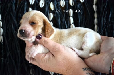 Les chiots de Basset Hound