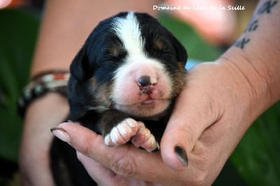 Les chiots de Bouvier Bernois