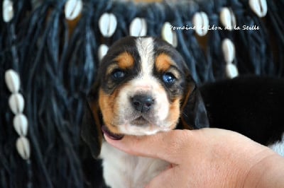 Les chiots de Basset Hound