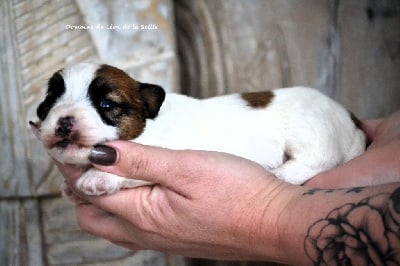 BALISTO YOBERRI DU DOMAINE DE LEON DE LA SEILLE - Jack Russell Terrier