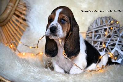 Les chiots de Basset Hound