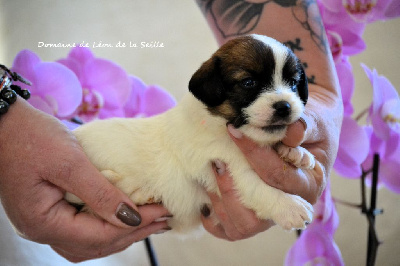 Les chiots de Jack Russell Terrier