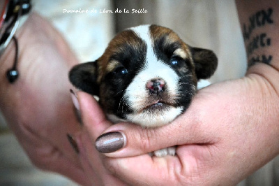 Les chiots de Jack Russell Terrier