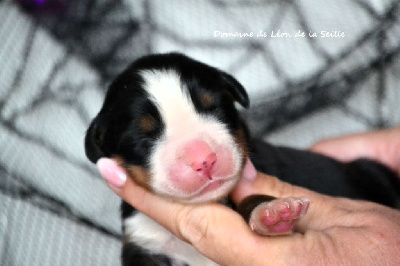 Les chiots de Bouvier Bernois
