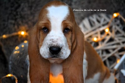 Les chiots de Basset Hound