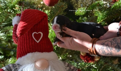 Les chiots de Bouvier Bernois