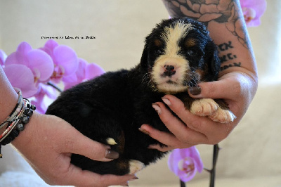 Les chiots de Bouvier Bernois
